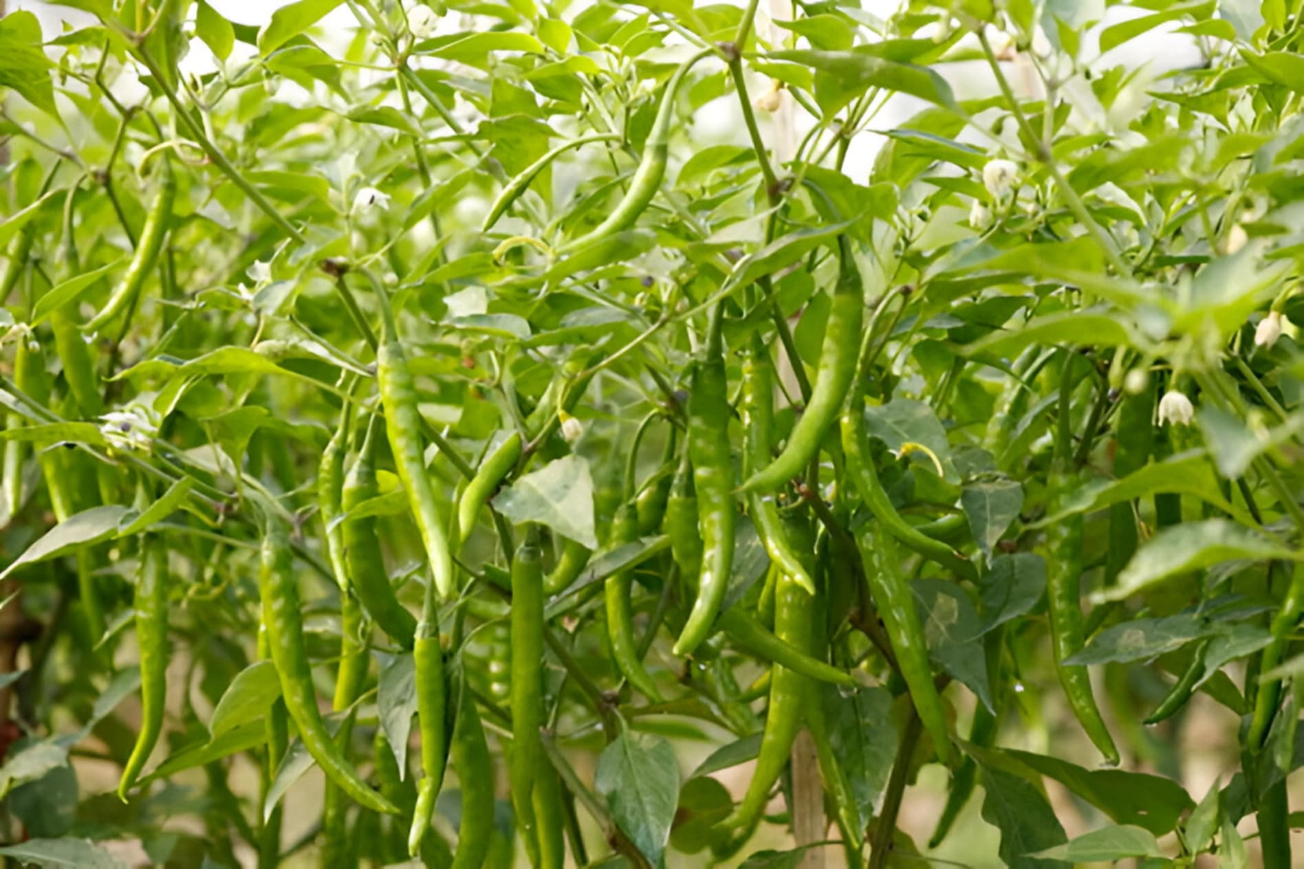Green Chilli - Image 2