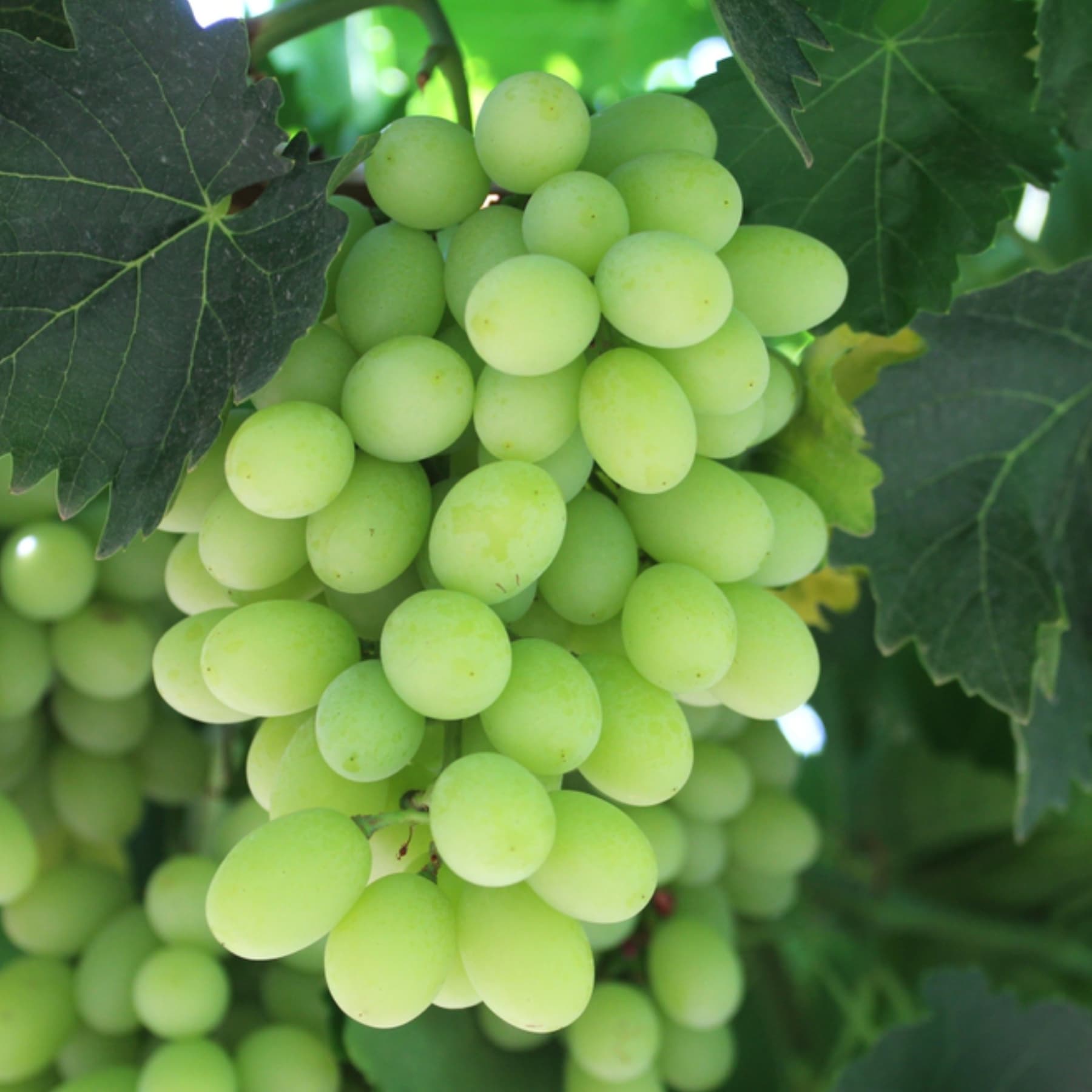 Grapes - Image 2